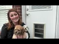 Pet Door Review