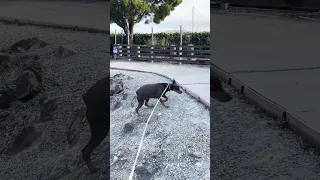 #fyp #dream #youtube #doberman #pets
