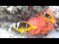 Download Lagu Egypte Hurghada Sakhwat Abu Galawa Red Sea Anemone 21 Januari 2025