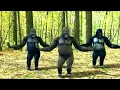Download Lagu Bara Bere MUSIC. Dancing gorillas