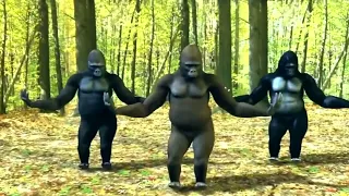 Bara Bere MUSIC Dancing Gorillas 
