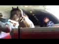 Air Horse One - H E Tex Sutton Forwarding Company LLC