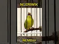 Download Lagu KECIAL NGERIWIK NEMBAK😱#kecialkuning #shorts @pepadukecial
