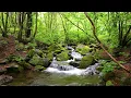 Harmonious Birds Chirping, Beautiful Stream Sounds,  Lovely Nature Sounds, Cozy Paradise