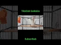 Download Lagu CUK CUK CUK TRUCUK GARUDA
