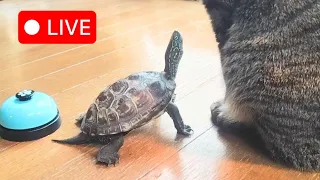 【飲酒雑談】猫と亀のカレンダー作り