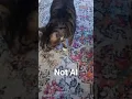 Download Lagu They Will NEVER AI A Cat 😸 Ever People Will Know! #ai #no #love #my #cat #catvideos #aicatno #shorts