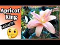 Download Lagu Zephyranthes / Rain Lily Flower Apricot King - Rainlily Import Lili Hujan Bunga Tumpuk