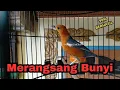 Download Lagu Anis merah gacor perangsang bunyi Anis apapun Terbukti NYAUT || HW ANIS MERAH