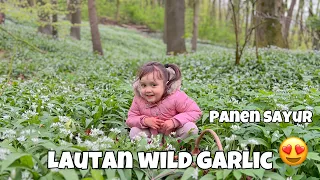 Download PANEN WILD GARLIC | LAUTAN SAYUR LIAR MELIMPAH RUAH😍🍀 MP3