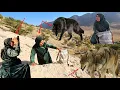 Download Lagu Zahra, known as the sharp-legged gazelle, chases lost goats in the mountains full of predators