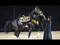 Download Lagu اصغر معلم في مصر محمد هشام سرحان و مسك شرشير بطولة مصر الدولية لأدب الخيول العربية