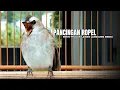 Download Lagu Trucukan GACOR ngalas ROPEL PANJANG suara alam AMPUH buat pancingan jadikan trucuk Gacor GARUDA