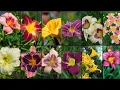 Download Lagu DAYLILIES (HEMEROCALLIS) VARIETIES - Plants Weekly