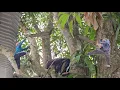 Download Lagu Zagen van een grote mangoboom, takken die tot aan het dak reiken, elektrische draden als spinnenw...