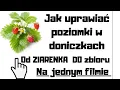 Lagu Jak uprawiać poziomki w doniczkach (Od ziarenka do zbiorów)