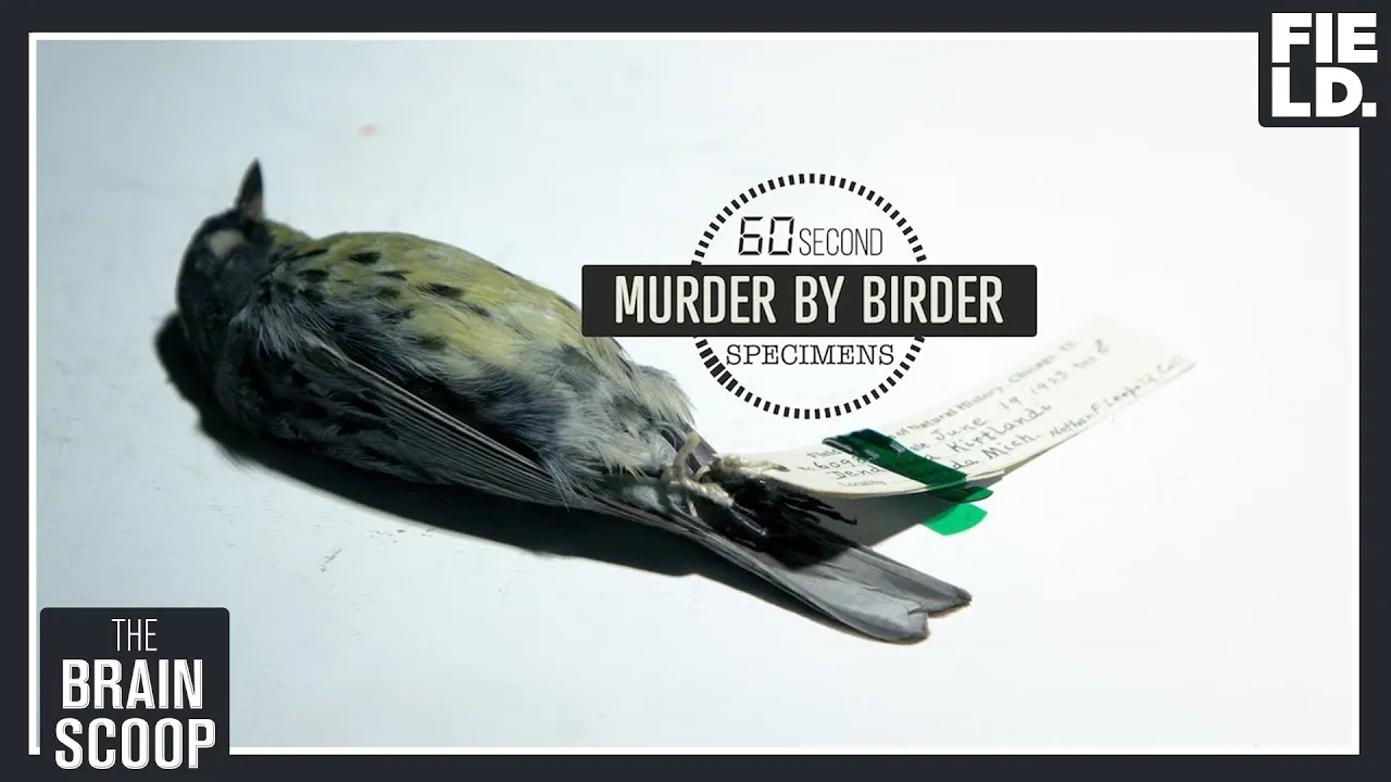 Murder by Birder [60 Second Specimens]