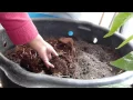 Lagu How To Propagate True Yams/Dioscorea Alata \u0026  A Second Harvest?