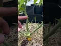 Download Lagu Grow More Tomatoes Using This Method #growfoodathome #garden #tomato