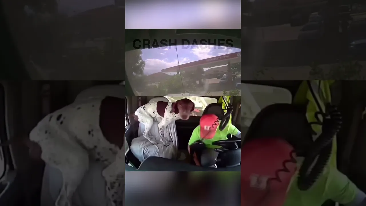 Doggo got scared π