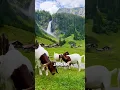 Download Lagu Intrik Mencengangkan di Balik Tanda Pengenal Kambing Negara Swiss #shorts
