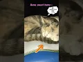 Lagu De kat en ik denken vaak aan ons huis #shorts #catshorts #trending