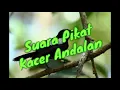 Download Lagu SUARA PIKAT PALING HANDAL BUAT KACER SUSAH TURUN