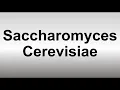 How to Pronounce Saccharomyces Cerevisiae