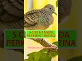 Download Lagu 5 Ciri \u0026 Tanda Asli Perkutut Betina #shorts #perkutut #burungperkutut #perkututbetina #burung #viral