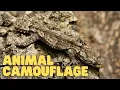 Download Lagu Camouflage van dieren | Leer hoe dieren zich kunnen aanpassen aan hun omgeving