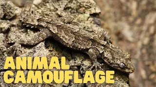 animal camouflage learn how animals can blend in with their environments