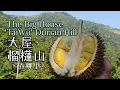 Lagu Penang Durian Farm-The Big House 'TaiWu' Durian Hill - For Top Grades Durians-槟城双溪槟榔大屋榴櫣山吃顶级榴櫣