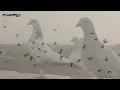 يا طيور الطايرة سعدون جابر / تصوير ومونتاج محمد خليل كيطان