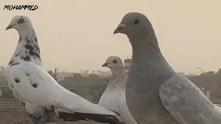 يا طيور الطايرة سعدون جابر تصوير ومونتاج محمد خليل كيطان 