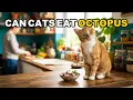 Can Cats Eat Octopus