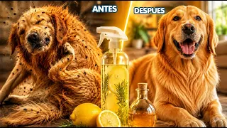 NO DEJES QUE LAS PULGAS TORTUREN A TU MASCOTA | ESTO ELIMINA LAS PULGAS  EN  PERROS Y GATOS