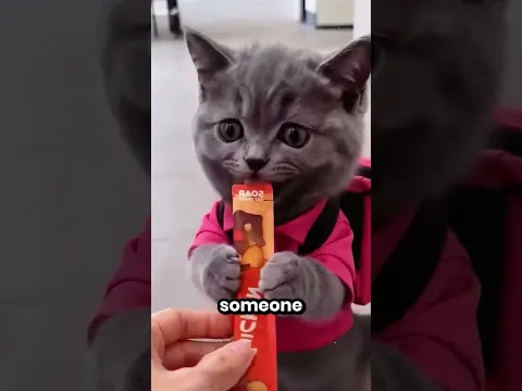 This Delivery Cat Got A Tip 🤩😂