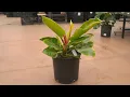Philodendron Moonlight greengate Garden Centres