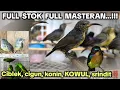 Lagu FULL STOK FULL MASTERAN...‼️‼️ CIBLEK, CIGUN, KONIN, KOWUL, SRINDIT‼️‼️