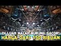 Download Lagu DILUAR NALAR !! BURUNG GACOR GACOR MEWAH REAL HARGA MULAI DARI 150 RIBUAN DI PASAR BURUNG PRAMUKA 