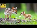 Download Lagu 🌸 Tiny Treasures of Nature – Babydieren in 4K, verpakt in kalmerende melodieën en ontspannende 🐾