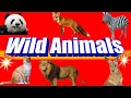 Download Lagu Learn Wild Animals | Picture Identification of animals | wild Animals | Learn Animals name | Animals