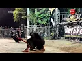 Download Lagu MAYANGKORO ORIGINAL Live MIREN TANJUNGANOM NGANJUK 2019