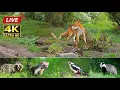 Download Lagu Wildlife In The Forest - 24/7 LIVE 🔴 by Morten Hilmer