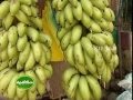 Download Lagu Cultivation of Kadali banana by a Kudumbasree womens self Help group for supply to Guruvayoor temple