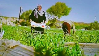 ضحك البيدر تراث فلسطيني 