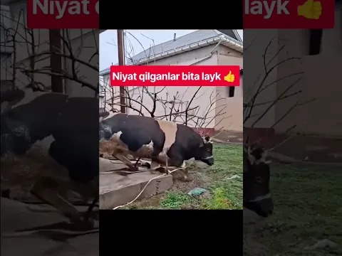 #baki BULLS #farm #farming #animals #geremfort #anggus #avlikol #semental #galishteyin #cow #bull