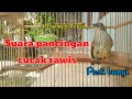 Download Lagu Suara burung cucak rawis, untuk pancingan