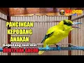 Download Lagu Pancingan suara kepodang trotol | kepodang anakan | kepodang bahan agar cepet bunyi dan ikut gacor