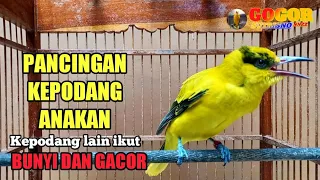 pancingan suara kepodang trotol kepodang anakan kepodang bahan agar cepet bunyi dan ikut gacor